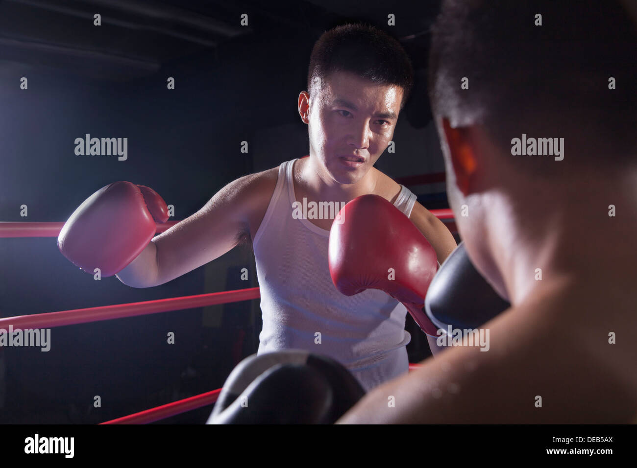 Au cours de l'épaule de deux boxeurs masculins combats dans le ring de boxe à Pékin, Chine Banque D'Images Au cours de l'épaule de deux boxeurs masculins combats dans le ring de boxe à Pékin, Chine Banque D'Images