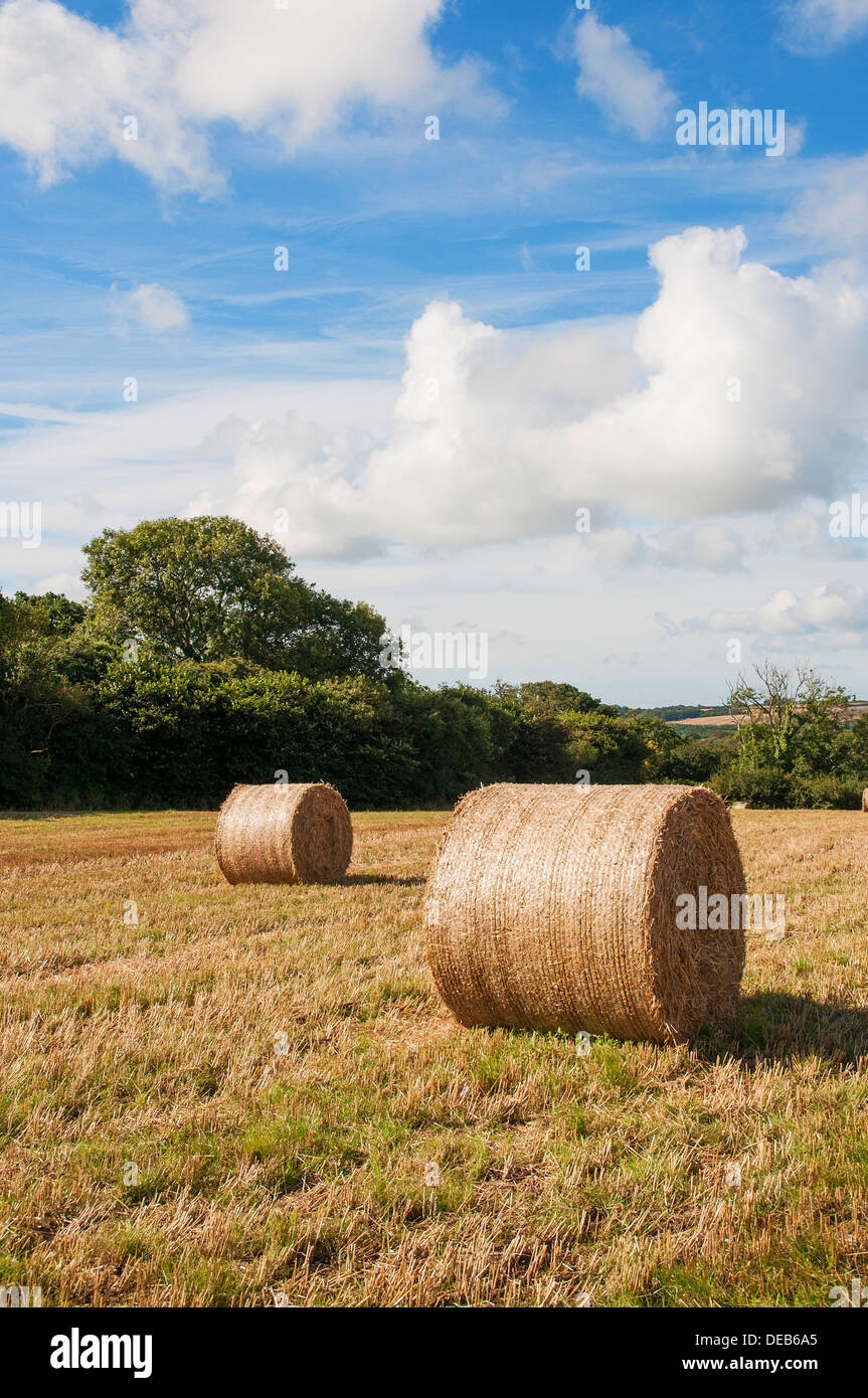 Bottes de foin dans un champ, dans le Somerset, England, UK Banque D'Images
