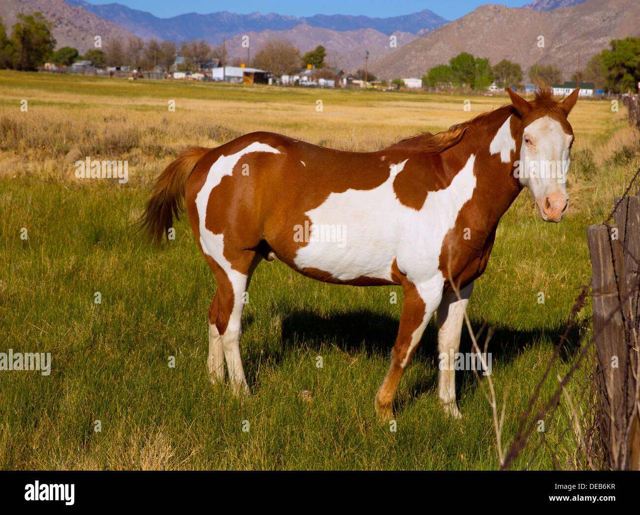 Californie pinto Paint horse dans le pâturage de la ferme à huis clos Banque D'Images
