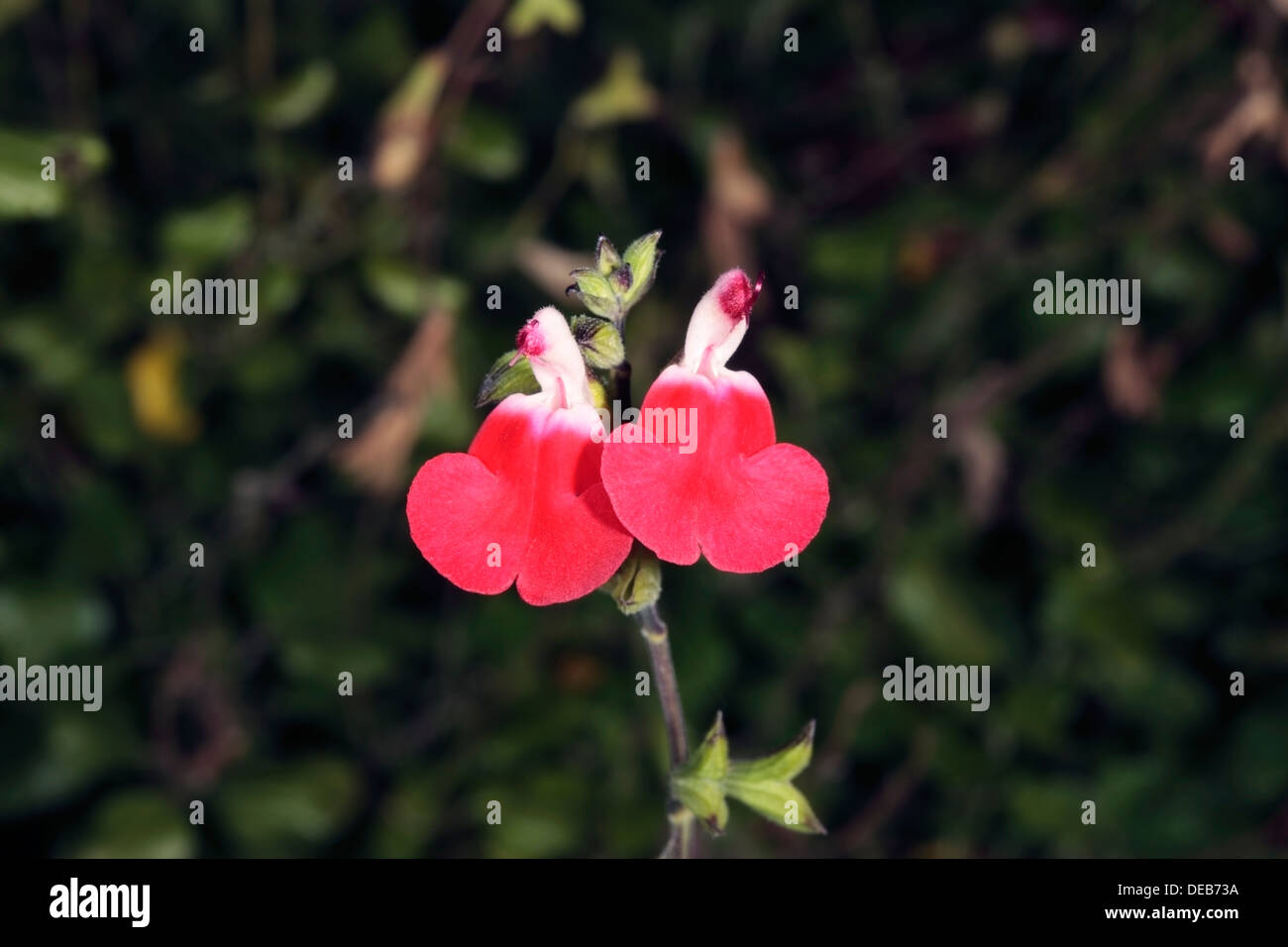 Close-up de fleurs de bébé/ Graham's/ Sauge Cassis- Myrtle des montagnes-variété 'Hot Lips' - Salvia microphylla - Fami Banque D'Images