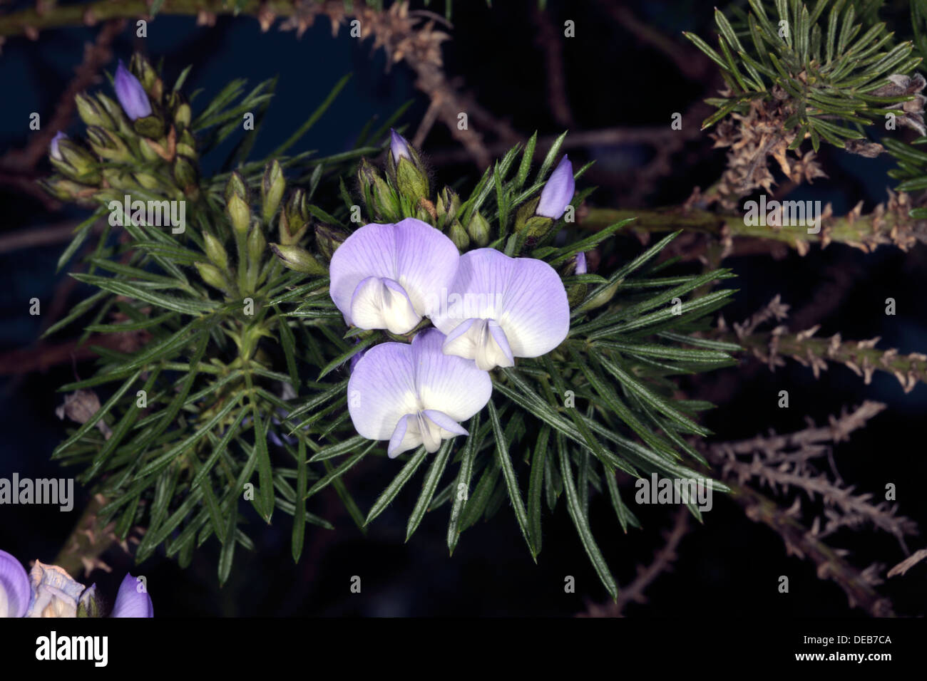 Bush fontaine/Bleu/ scurfpea-balai Psoralea pinnata-famille Leguminosea Banque D'Images