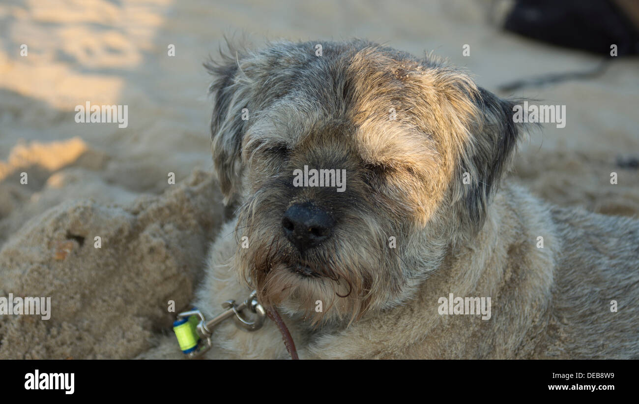 Border terrier dog beach sand laisse laisse collier Banque D'Images
