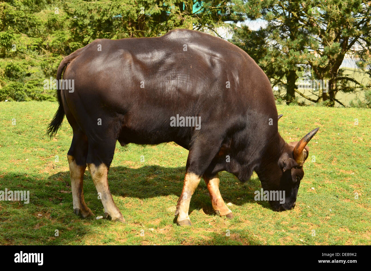 Le gaur, Bos gaurus, également connu sous le nom de bison indien Banque D'Images