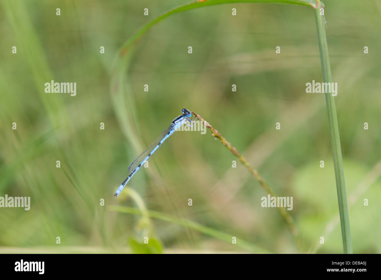 Une demoiselle bleue (Zygoptera) sur une herbe seedhead Banque D'Images
