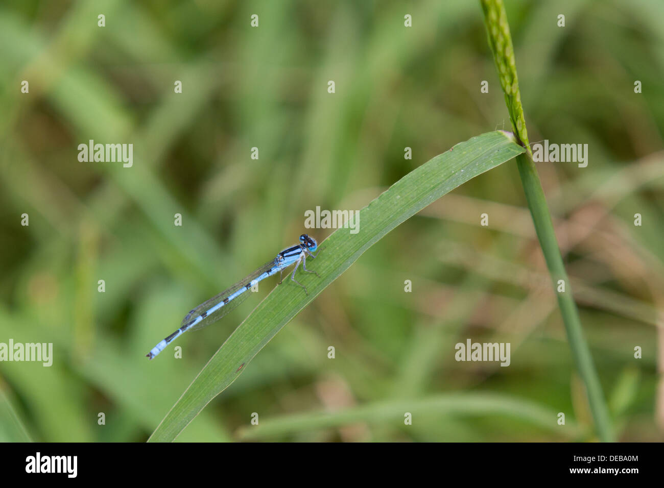 Une demoiselle bleue (Zygoptera) sur un brin d'herbe Banque D'Images