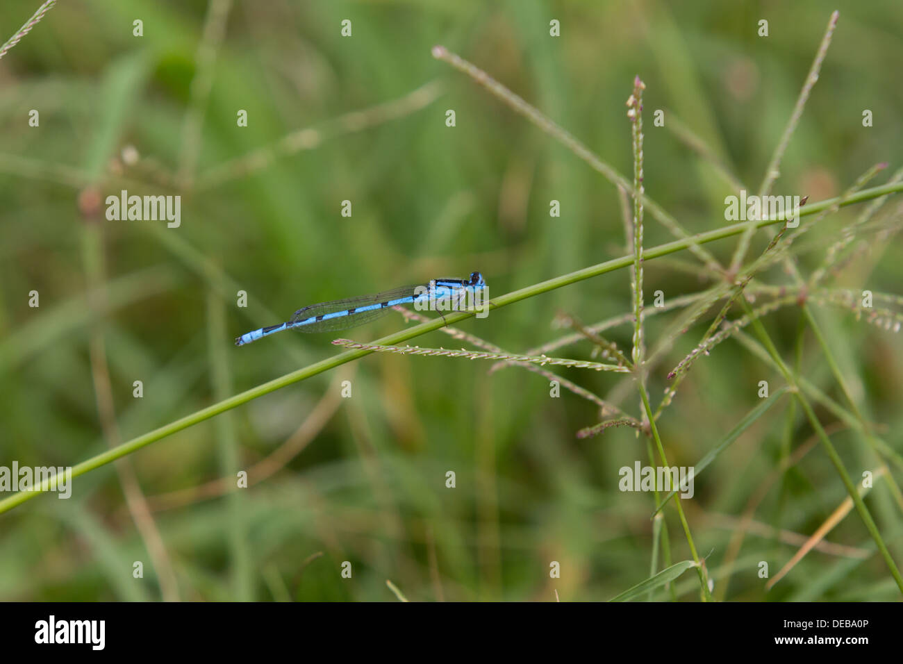 Une demoiselle bleue (Zygoptera) sur un brin d'herbe Banque D'Images