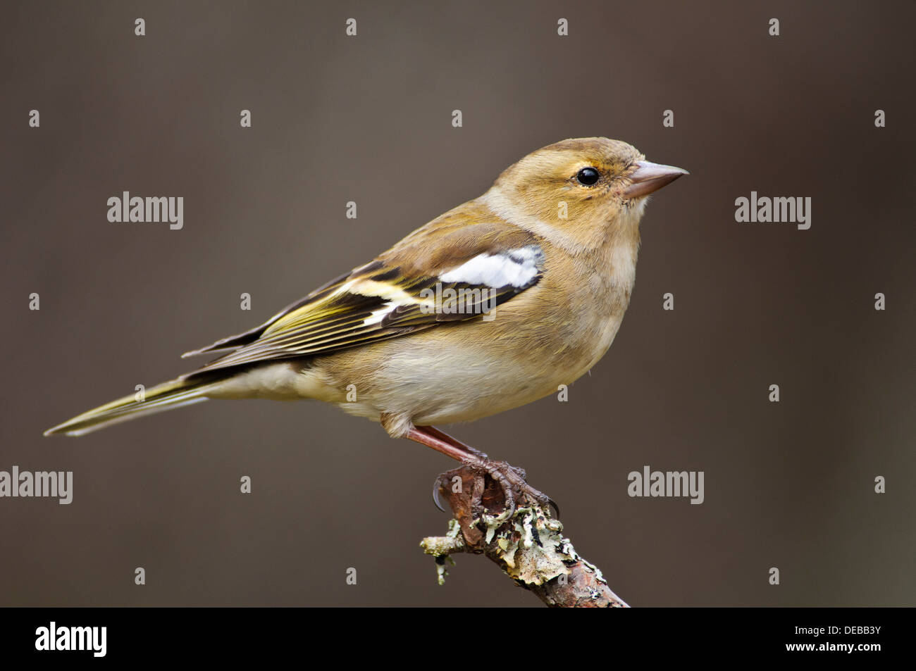 Une femelle adulte (Fringilla coelebs chaffinch) perché sur un rameau couvert de lichens à RSPB Loch Garten dans les Cairngorms Banque D'Images
