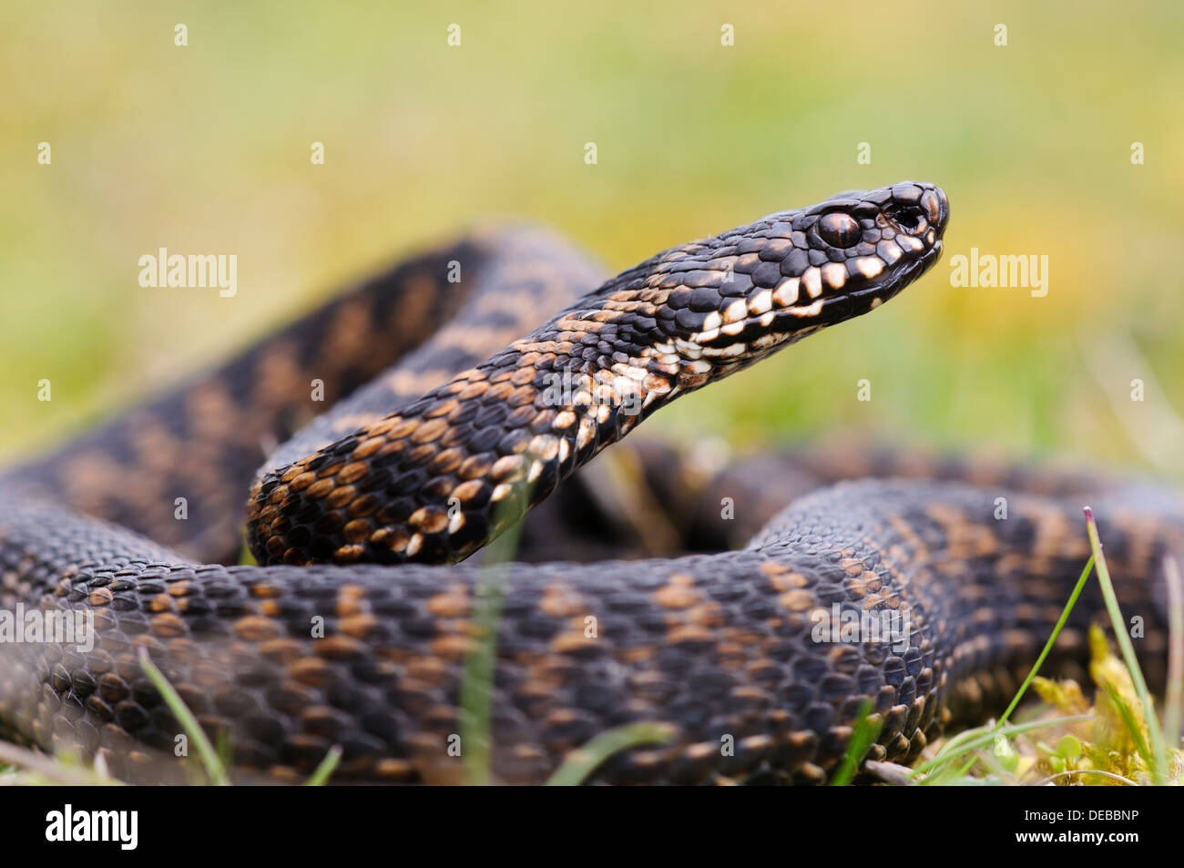 Un homme adulte vipère (Vipera berus) dans les prairies près de Swanley, Kent. Avril. Banque D'Images