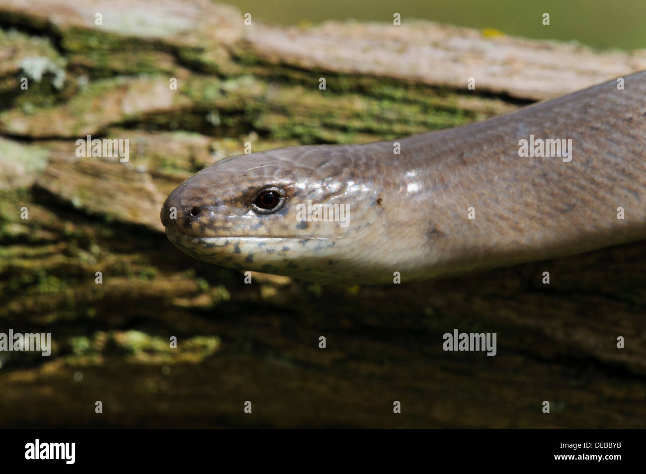 Un gros plan sur la tête d'un ver lent (Anguis fragilis) glissant sur un arbre tombé près de Swanley, Kent. Avril. Banque D'Images