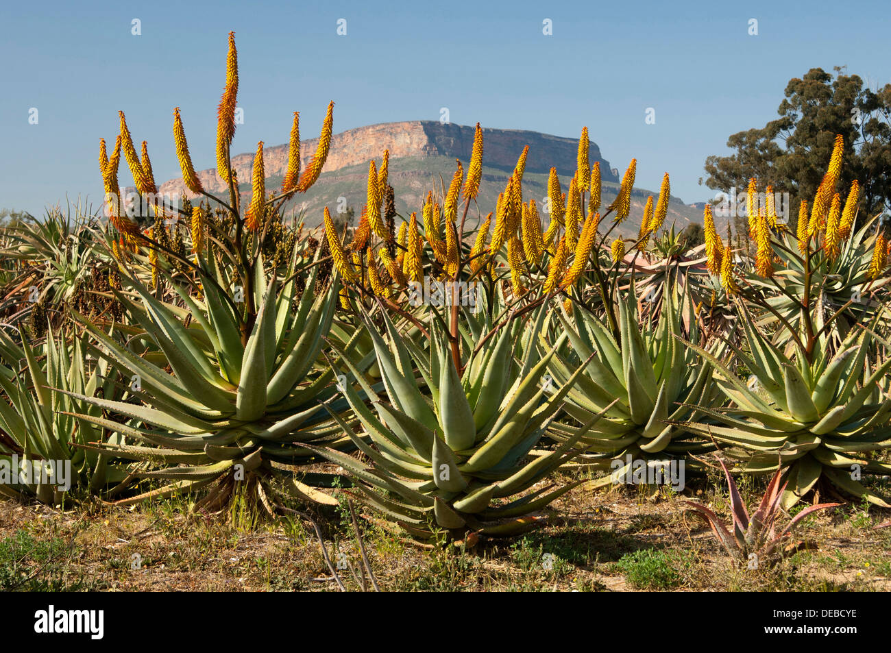 Aloès du cap (Aloe ferox) devant Gifberg ou Poison Mountain, Vanrhynsdorp, Province de Western Cape, Afrique du Sud, l'Afrique Banque D'Images