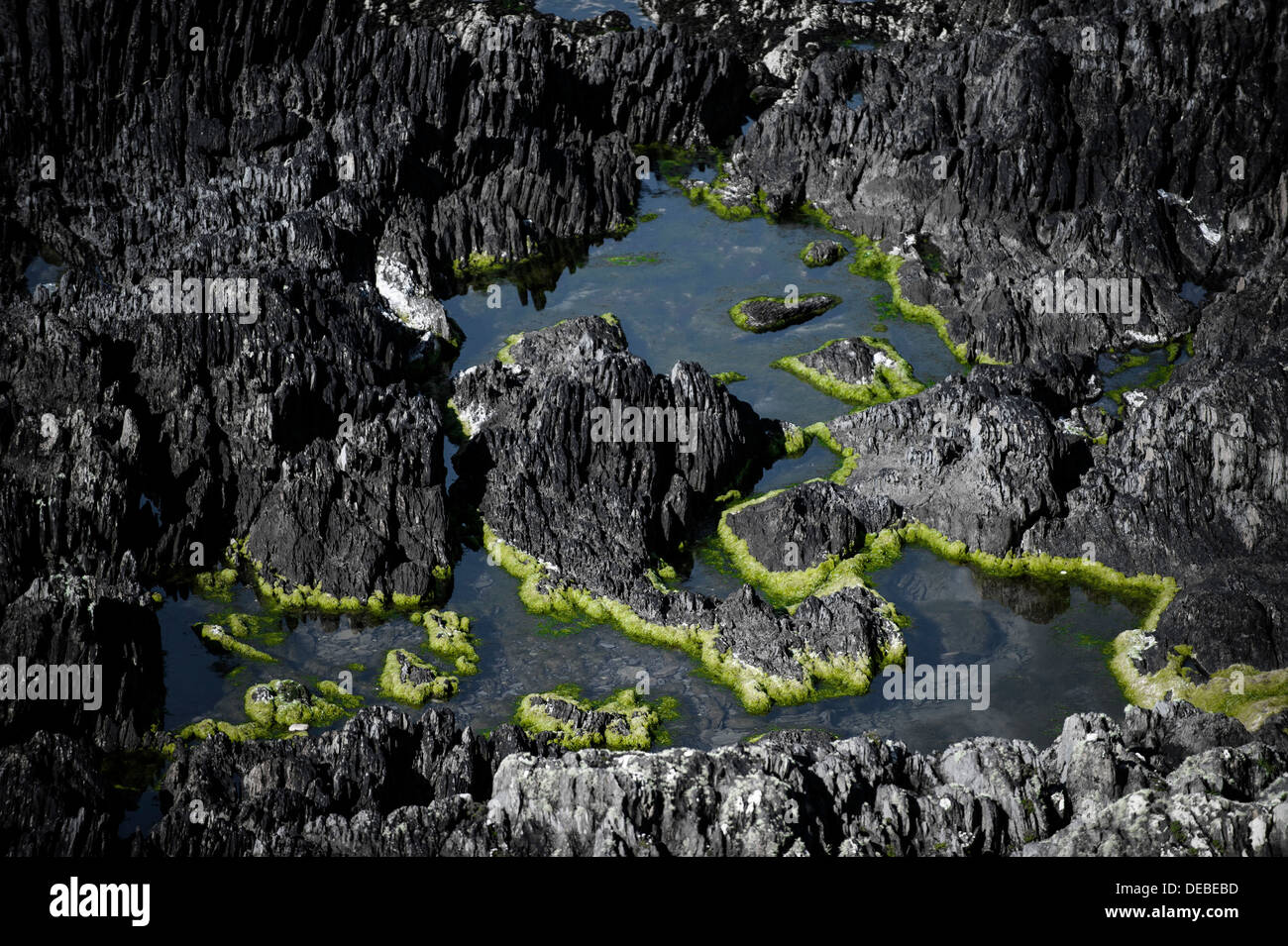 Rock noir avec une algue verte à marée basse sur la côte atlantique, l'Irlande, Europe Banque D'Images