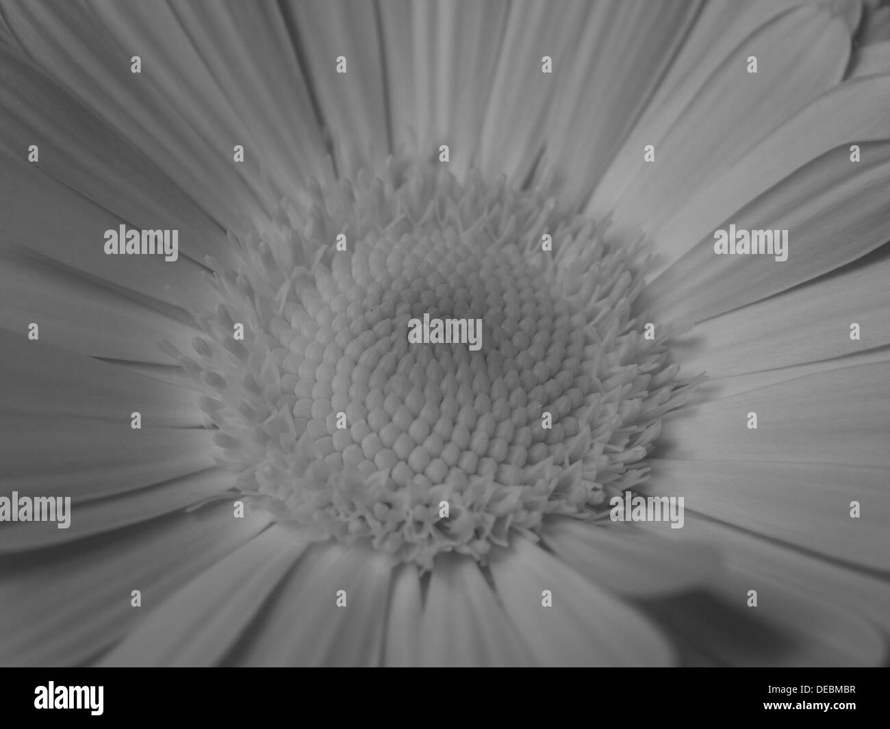 Souci / Calendula officinalis / Garten Ringelblume Banque D'Images