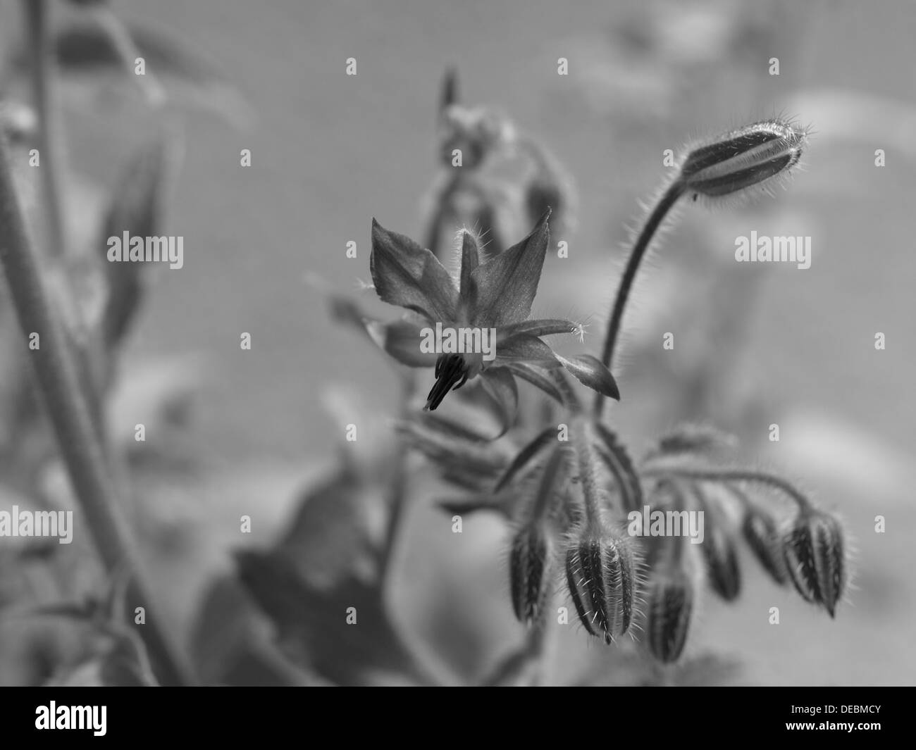 La trientale boréale, bourrache Borago officinalis Borretsch / / Banque D'Images