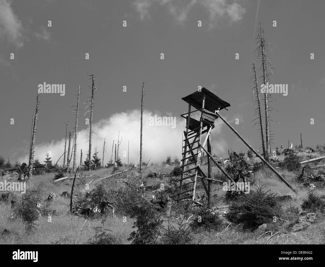 Pied de l'arbre en bois naturel entre la régénération après le déclin des forêts en forêt de Bavière, Zwercheck, entre Arber et Osser Banque D'Images