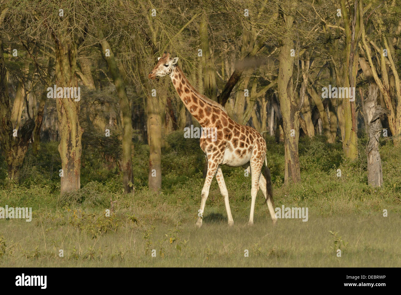 Girafe Rothschild ougandais ou Girafe (Giraffa camelopardalis rothschildi), Parc National de Nakuru de lac, près de Nakuru Banque D'Images