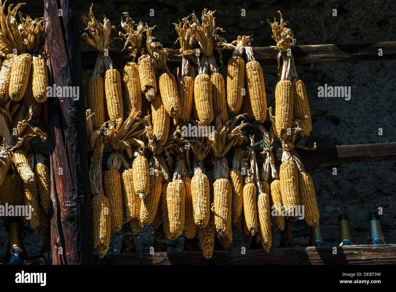 Le maïs séché comme décoration d'automne, Tirano, province de Sondrio, Lombardie, Italie Banque D'Images