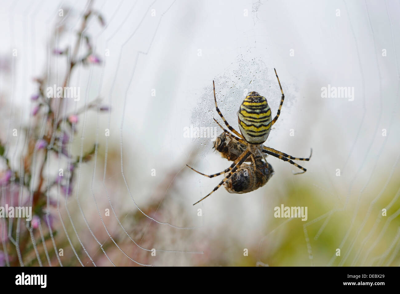 Spider Argiope bruennichi (WASP), de l'Ems, Basse-Saxe, Allemagne Banque D'Images