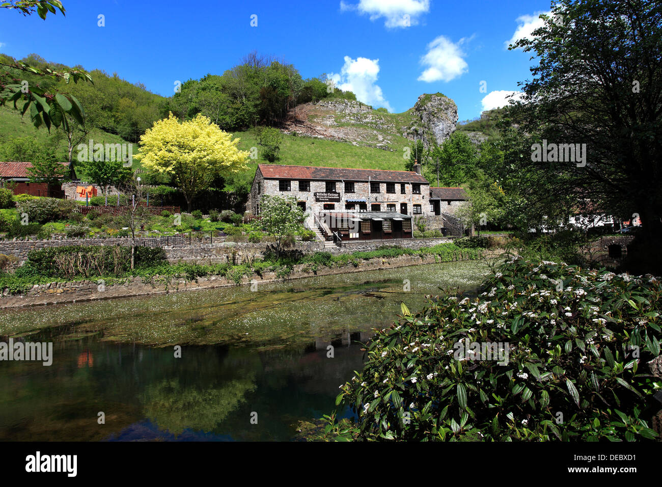 Rivière Yeo sous les falaises calcaires des gorges de Cheddar, Mendip Hills, comté de Somerset, England, UK Banque D'Images