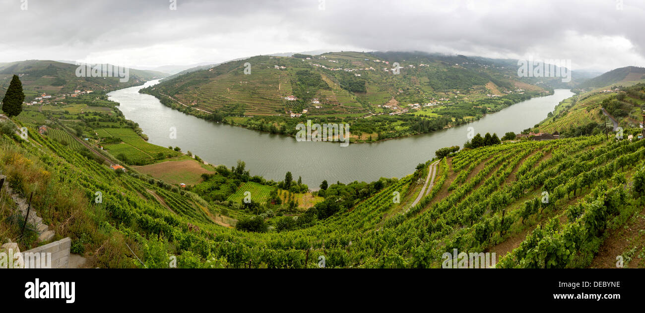 Vignes, la viticulture au milieu de la rivière Douro, Vallée du Douro, vue panoramique, Santa Cristina, district de Vila Real, Portugal Banque D'Images