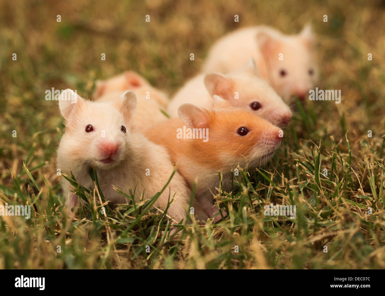 Hamster doré ou hamster de Syrie, (Mesocricetus auratus) avec ses jeunes déchets sur la pelouse Banque D'Images