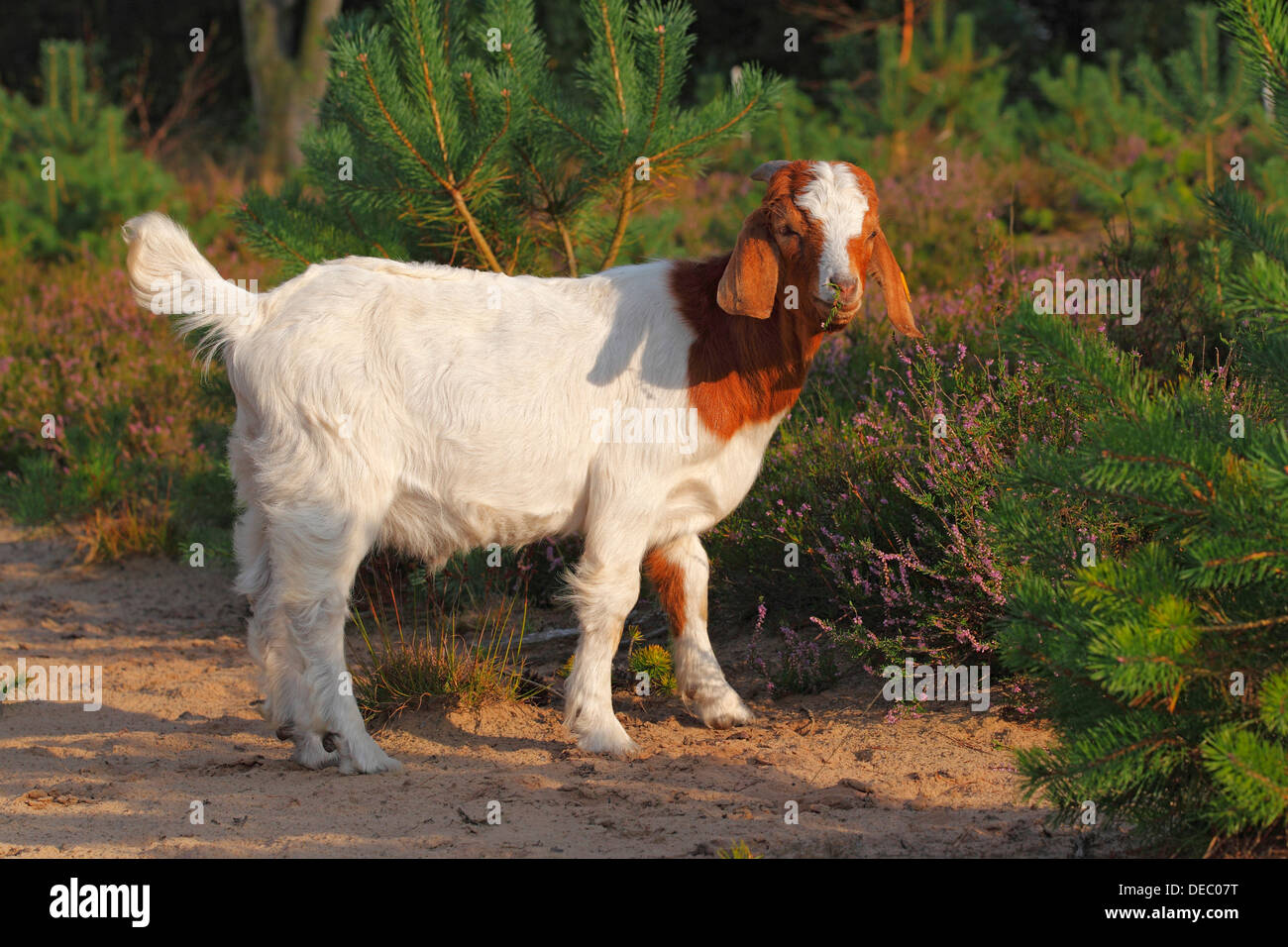 La chèvre Boer, race de chèvre robuste pour un aménagement paysager, Schleswig-Holstein, Allemagne Banque D'Images