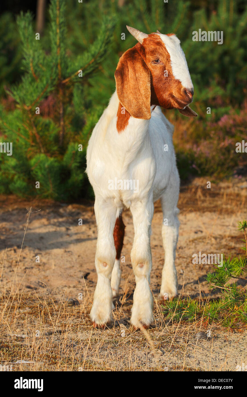 La chèvre Boer, race de chèvre robuste pour un aménagement paysager, Schleswig-Holstein, Allemagne Banque D'Images