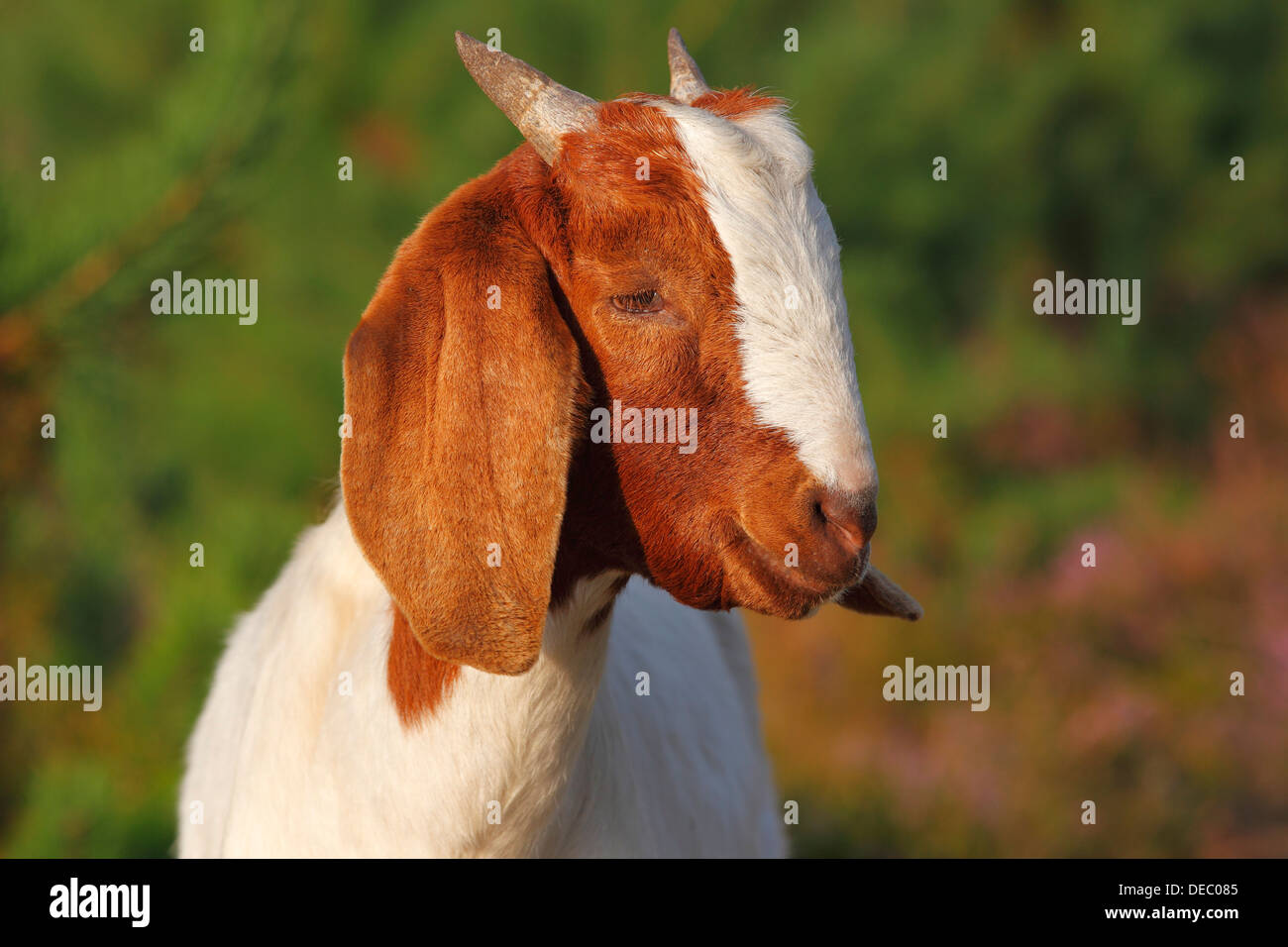 La chèvre Boer, race de chèvre robuste pour un aménagement paysager, Schleswig-Holstein, Allemagne Banque D'Images