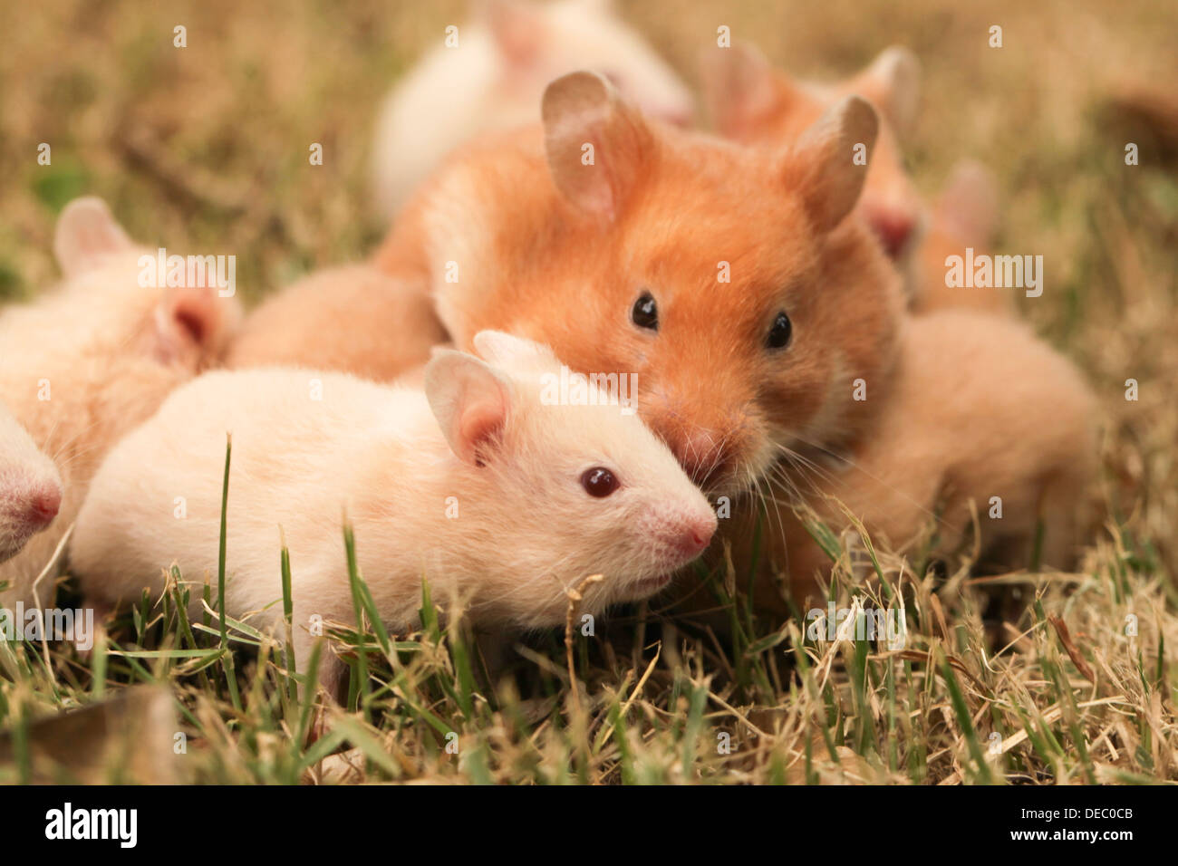 Hamster doré ou hamster de Syrie, (Mesocricetus auratus) avec ses jeunes déchets sur la pelouse Banque D'Images