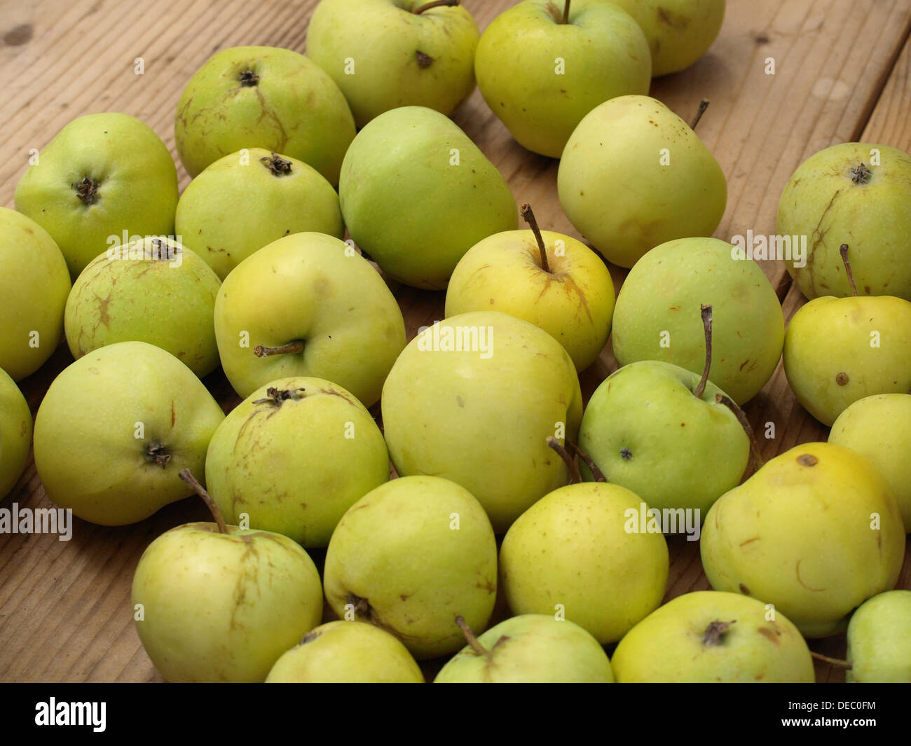 Malus domestica transparent blanc apple harvest / Weißer Klarapfel Apfelernte Banque D'Images