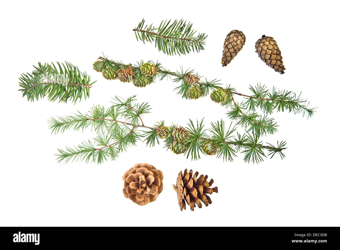 Ensemble de cônes avec branches et ornement de Noël sur fond blanc Banque D'Images