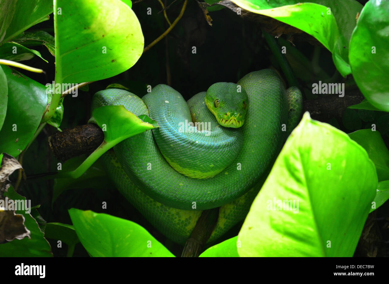 Green Tree python, Morelia viridis (usage éditorial uniquement) Banque D'Images