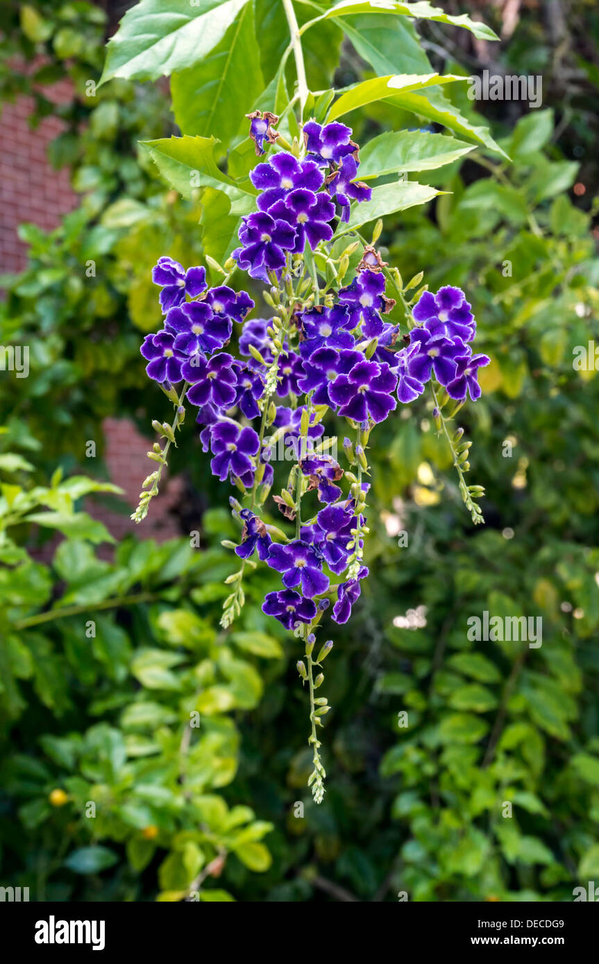 Arbres d'ornement arbuste élégant avec de la grappe de coloré fleurs  violettes Photo Stock - Alamy