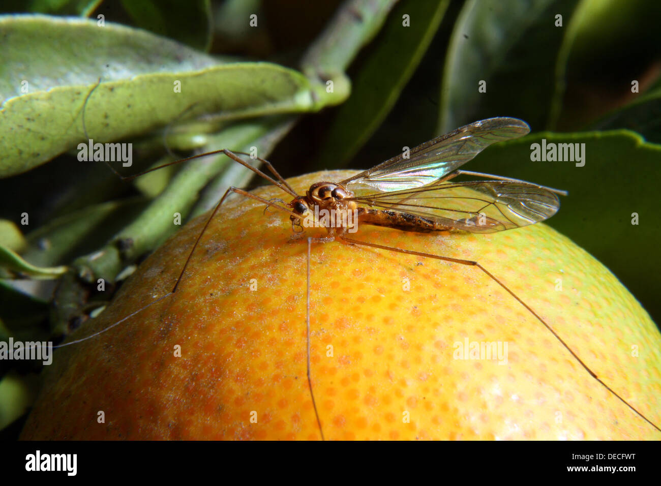 Insecte jaune Banque de photographies et d'images à haute résolution - Alamy