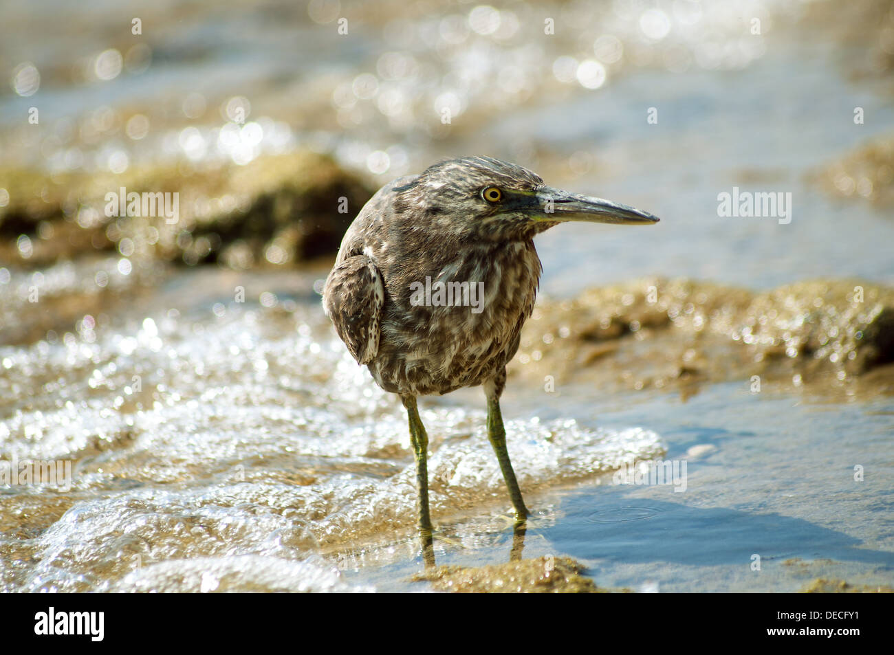 Sandpiper à la mer Rouge shore Banque D'Images