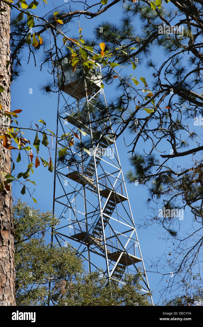 Fire Tower dans la forêt nationale d'Osceola, dans le centre nord de la Floride. Banque D'Images