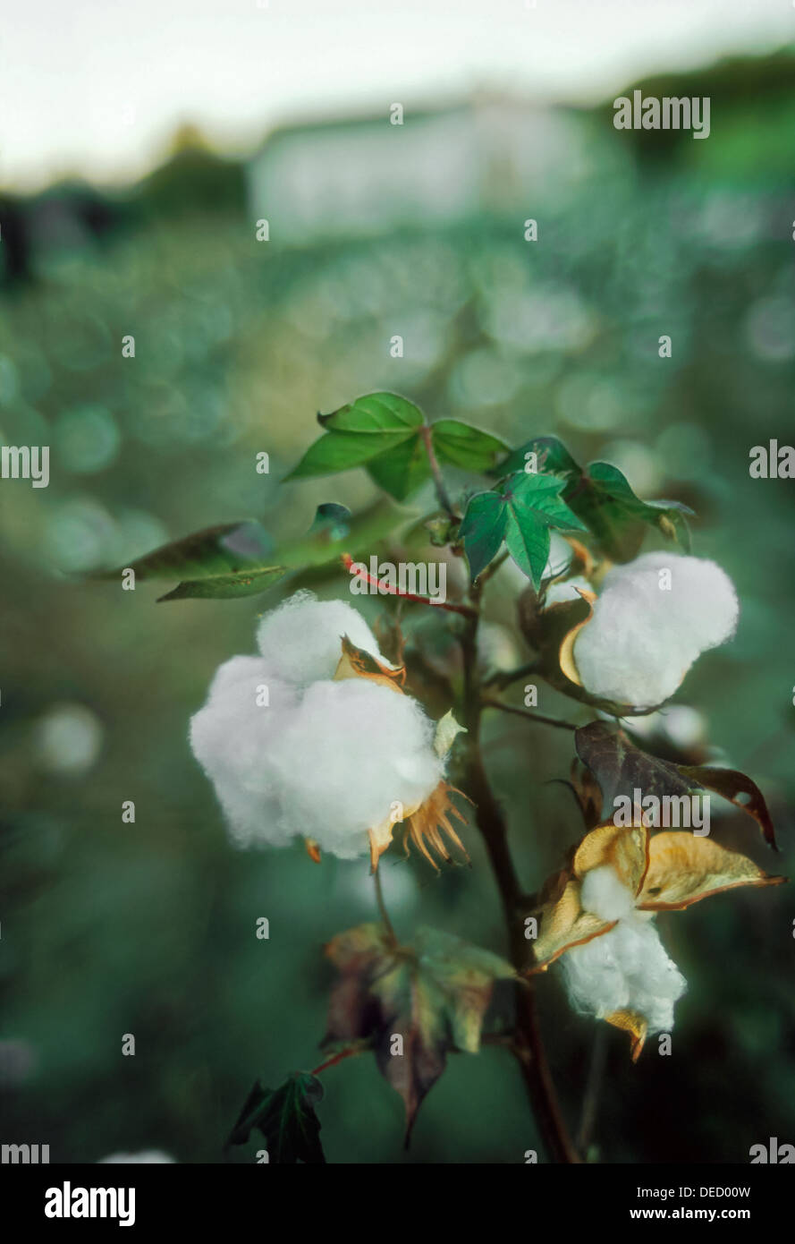 La culture du coton dans les exploitations agricoles dans l'Alabama. Banque D'Images