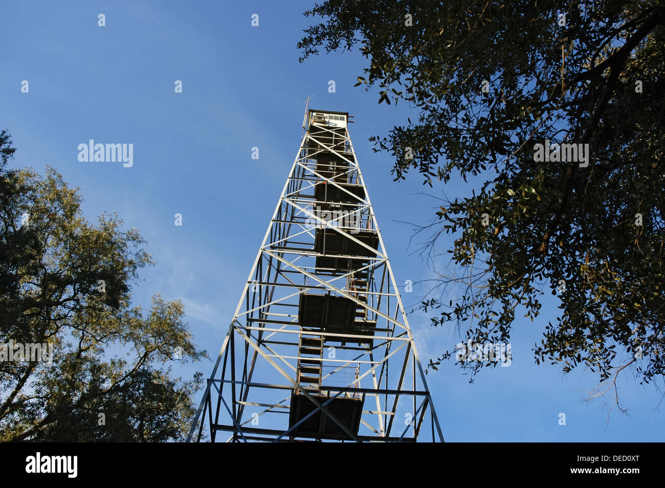 Fire Tower dans la forêt nationale d'Osceola, dans le centre nord de la Floride. Banque D'Images