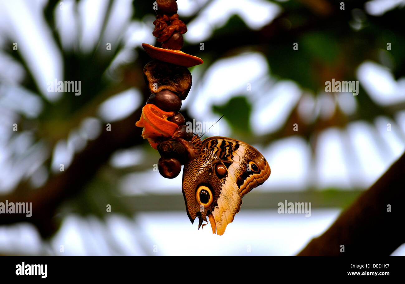 Papillon à ailes Banque D'Images