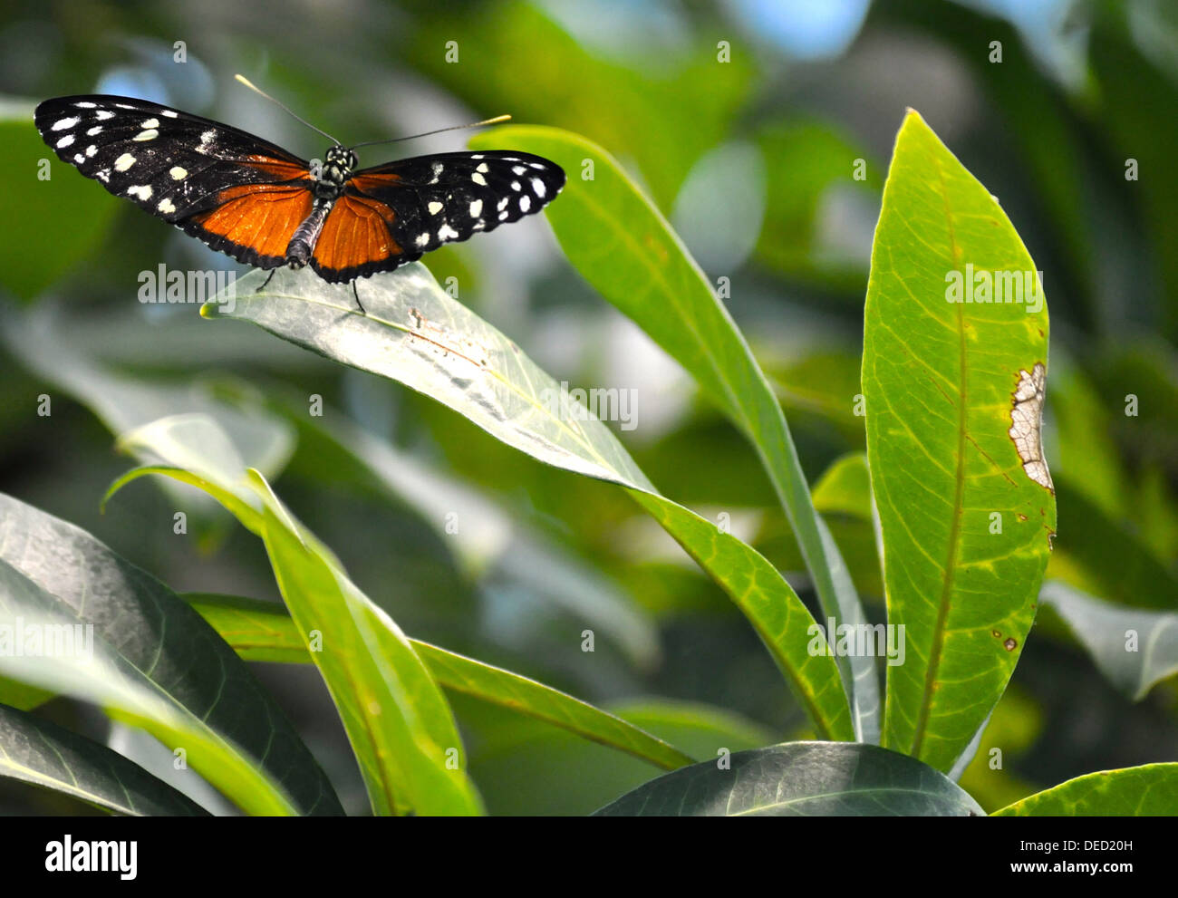 Papillon à ailes Banque D'Images