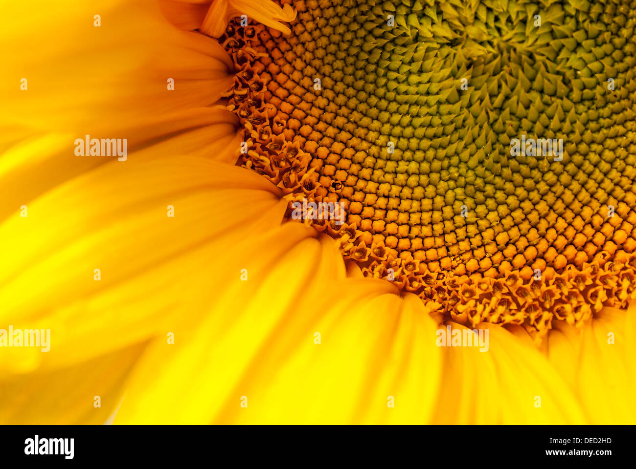 Tournesol belle contre un ciel bleu Banque D'Images