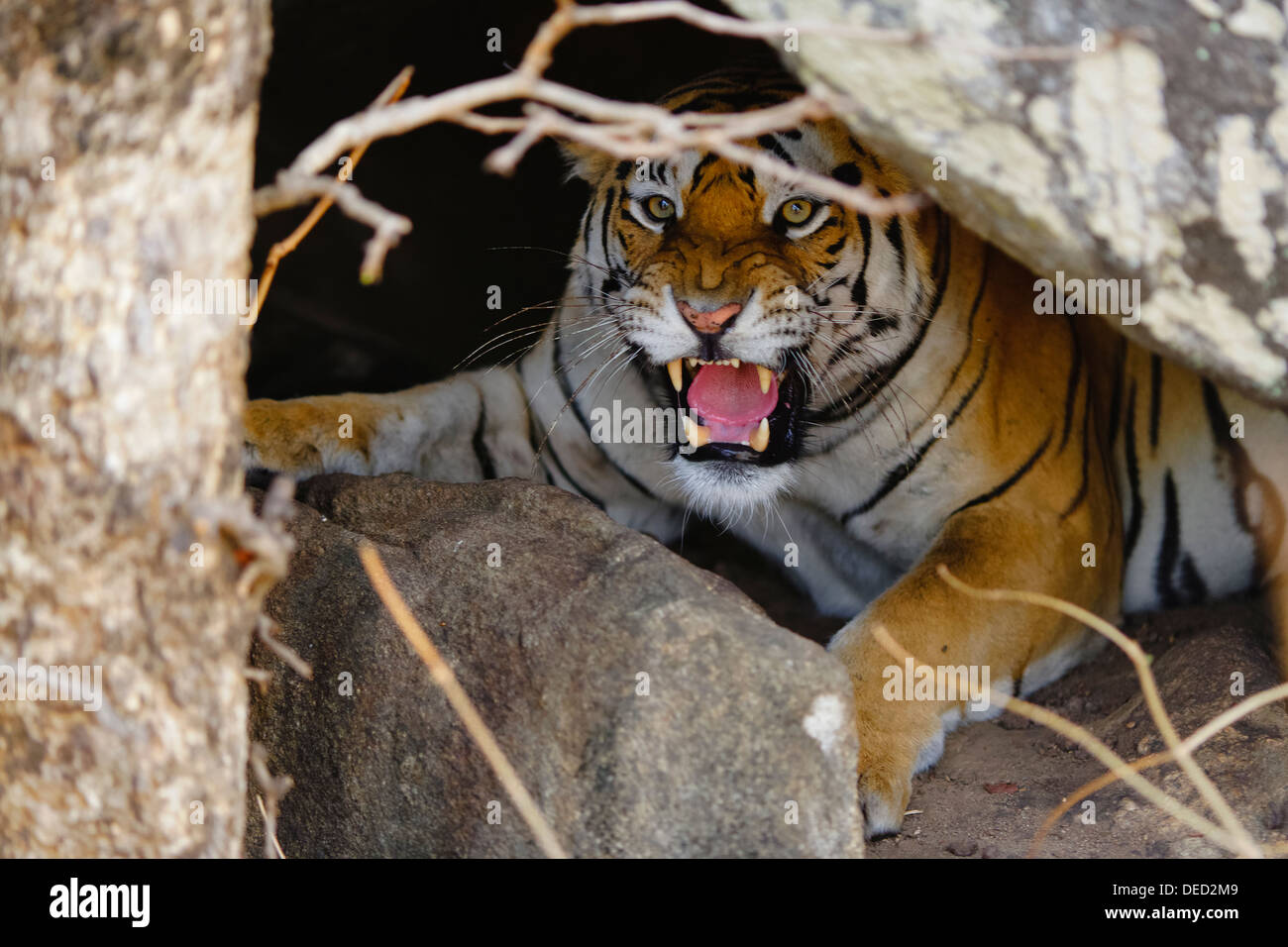 Un tigre du Bengale à l'intérieur de la grotte défier Pench Forêt, Madhya Pradesh, Inde. ( Panthera tigris ) Banque D'Images