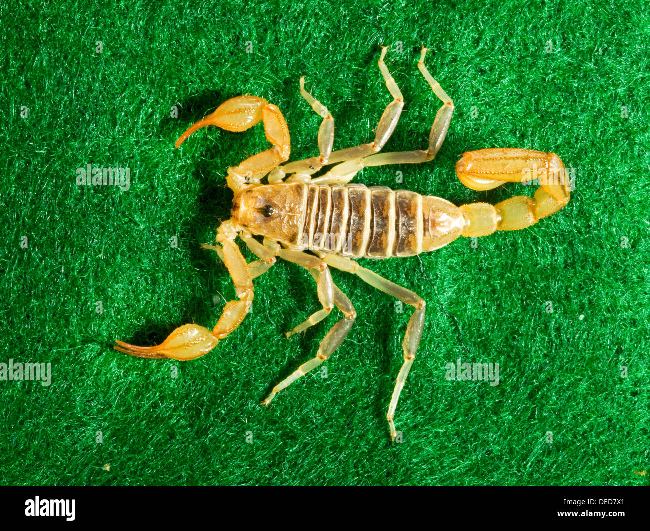 Un petit scorpion nord désertiques, trouvée dans le désert de haut centre de l'Oregon. Banque D'Images