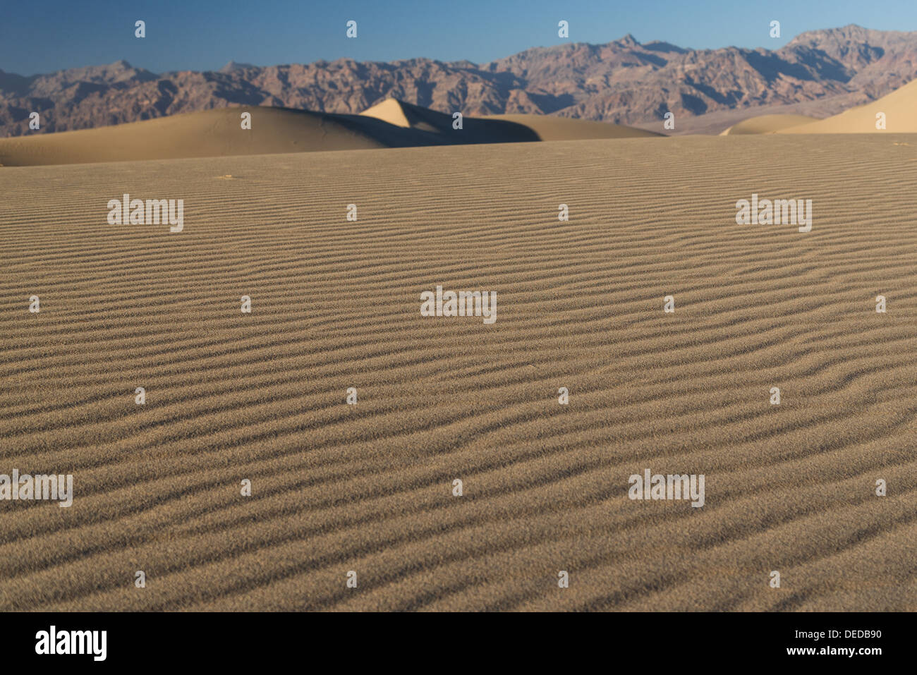 Lignes dans le sable à Mesquite Dunes, Death Valley National Park. Banque D'Images