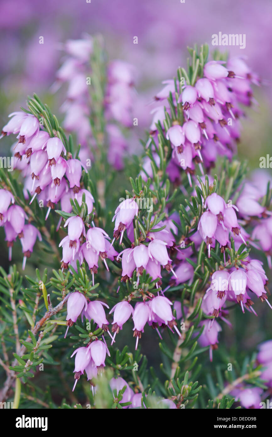Bruyère cendrée Erica cinerea Banque D'Images