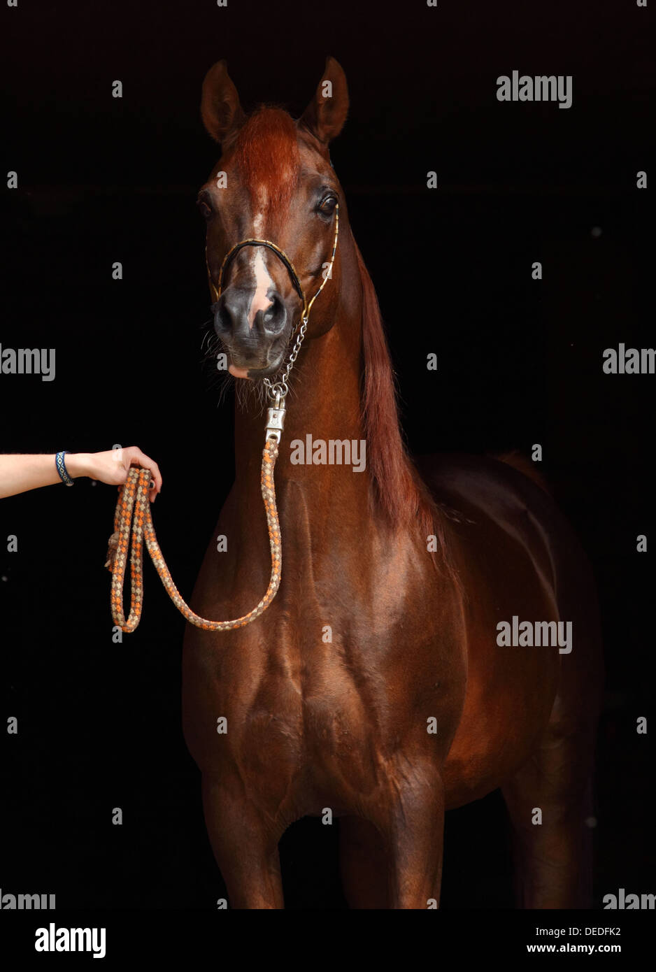 Portrait d'un splendide étalon arabe pur-sang sur un fond noir Banque D'Images