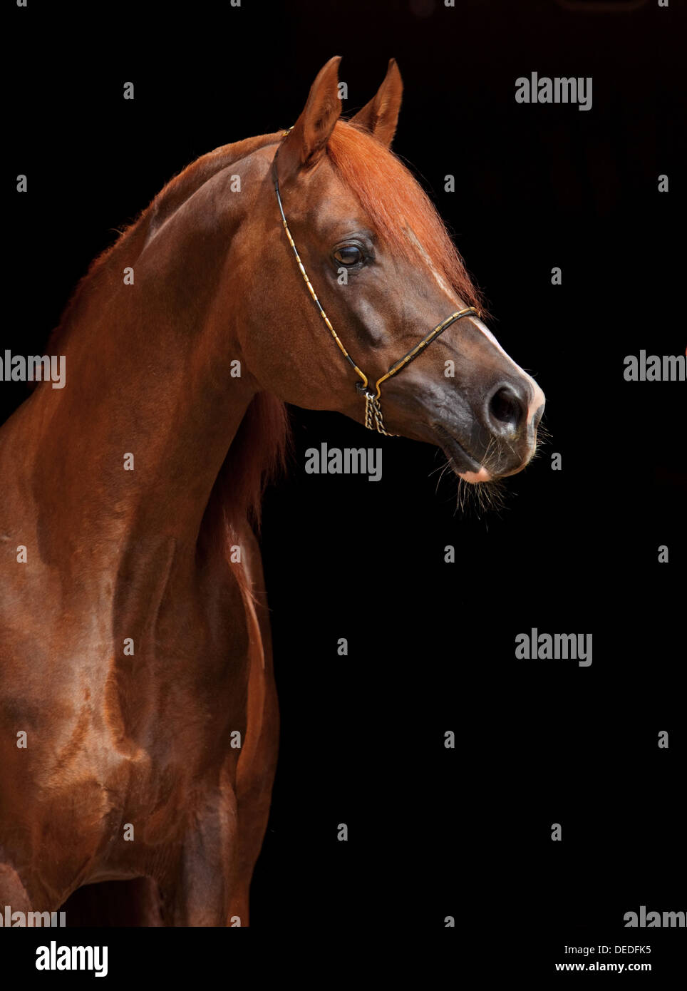 Portrait d'un splendide étalon arabe pur-sang sur un fond noir Banque D'Images