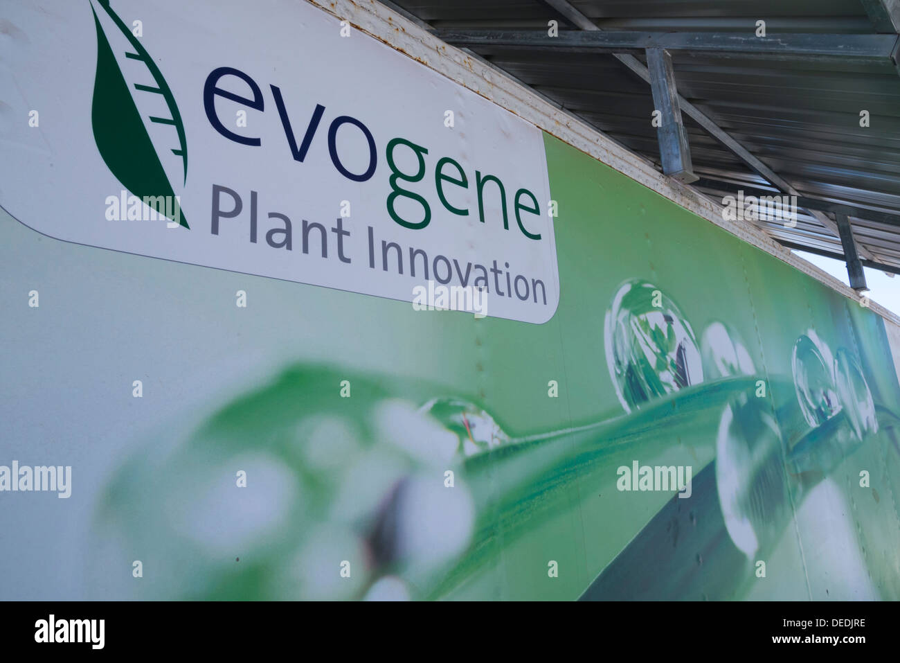 Evogene. Les cultures génétiquement modifiées. Rehovot. Israël. Banque D'Images