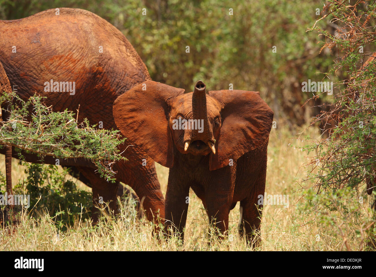 Red Elephant (Loxodonta africana) du parc national de Tsavo au Kenya Banque D'Images