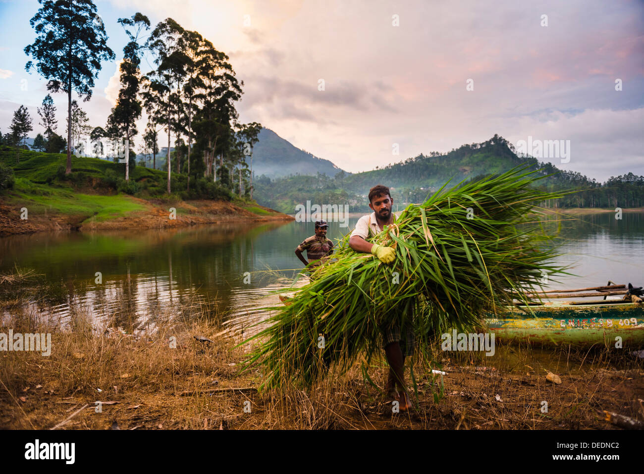 Exploitant agricole travaillant dans le district de Nuwara Eliya, Highlands, Sri Lanka, Asie Banque D'Images