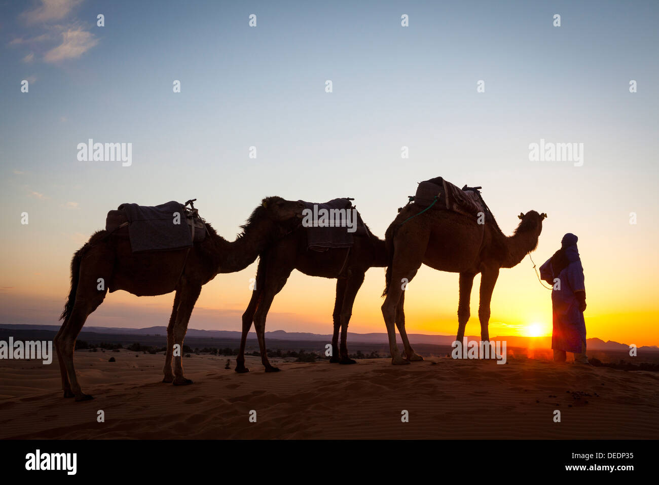 Chamelier, désert du Sahara, Merzouga, Maroc, Afrique du Nord, Afrique Banque D'Images
